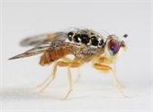 Phorid Fly