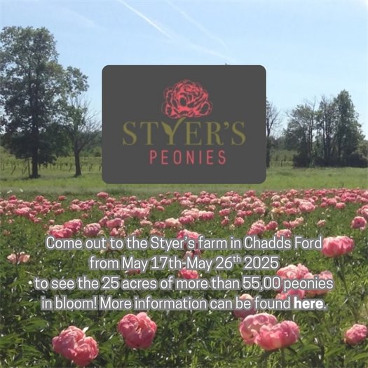 Styers Peony Festival