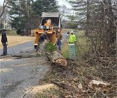 Photo of dead tree removal