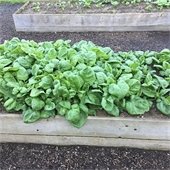 Photo of a large garden box with green plants growing in it