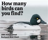 29th Annual Great Backyard Bird Count