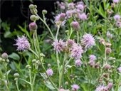 Canada Thistle