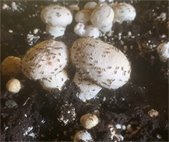 Photo of phorid flies on mushrooms